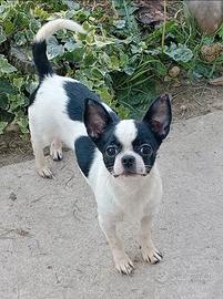 Chihuahua cucciola Pedigree ENCI