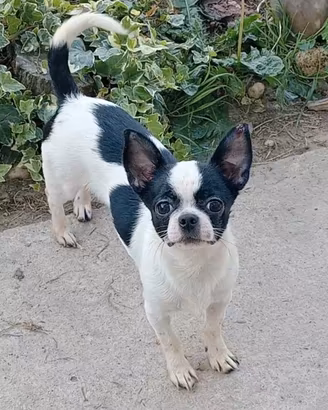 Chihuahua cucciola Pedigree ENCI