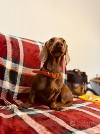 Bassotto tedesco X monte