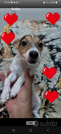 Cucciolo jack russell 400