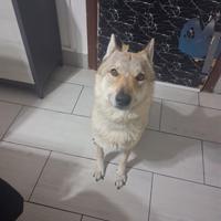 Cane lupo Cecoslovacco