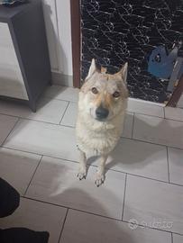 Cane lupo Cecoslovacco
