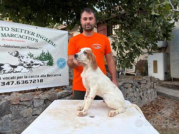 Cuccioli di Setter inglesi figli di specialisti