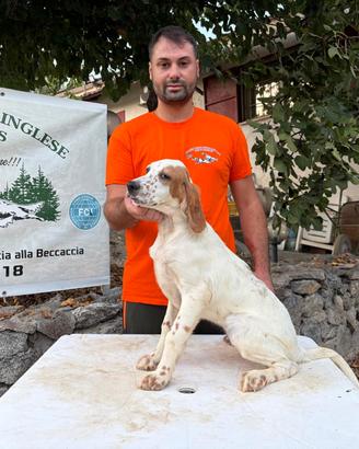 Cuccioli di Setter inglesi figli di specialisti