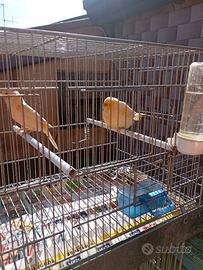 Canarini e diamantini