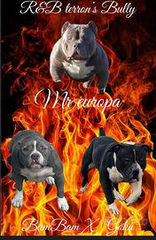 American bully