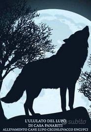 Allevamento e affisso Enci cane lupo cecoslovacco