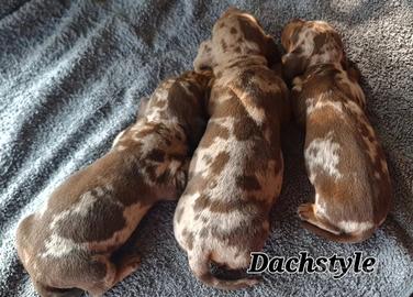 Cuccioli bassotto PEDIGREE ALLEVAMENTO ENCI