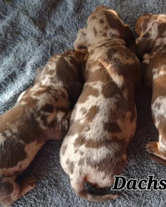 Cuccioli bassotto PEDIGREE ALLEVAMENTO ENCI