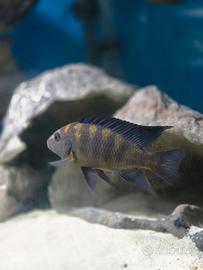 Ciclide malawi pseudotropheus crabro