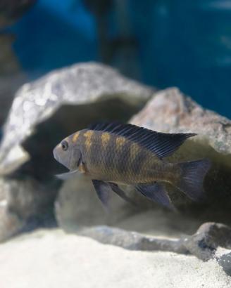 Ciclide malawi pseudotropheus crabro
