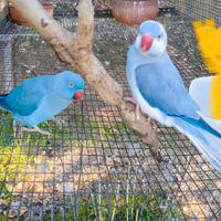 Coppie parrocchetti dal collare