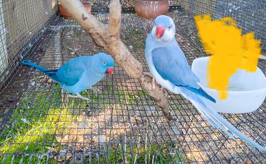 Coppie parrocchetti dal collare