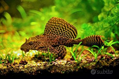 Grande pesce gatto broccato pterygoplichthys