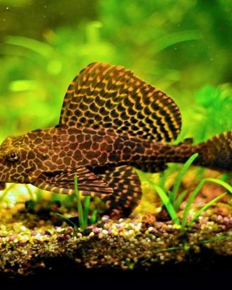 Grande pesce gatto broccato pterygoplichthys