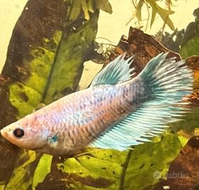 Betta femmina