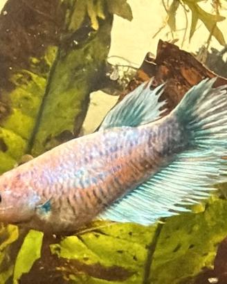 Betta femmina