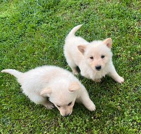 Cucciola meticcia Border