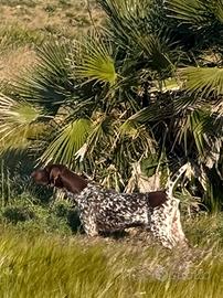 Cucciolone di 18 mesi avviato alla caccia kurzhaar