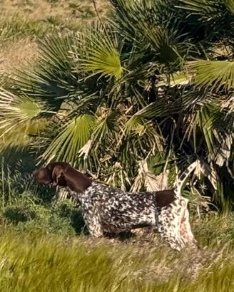 Cucciolone di 18 mesi avviato alla caccia kurzhaar