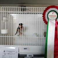 Arlecchino portoghese 2025