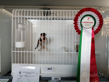 Arlecchino portoghese 2025