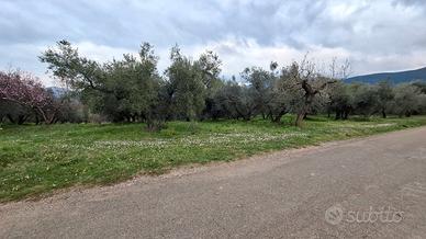 Terreno agricolo 15000m fronte strada pianeggiante