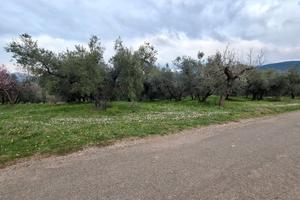 Terreno agricolo 15000m fronte strada pianeggiante