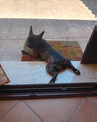 Bulldog francese esotico