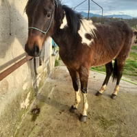 Puledra incrocio paint