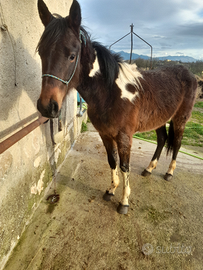 Puledra incrocio paint