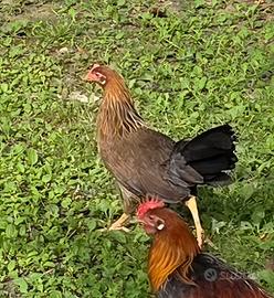 Galli e galline Livornese collo oro di 4 mesi