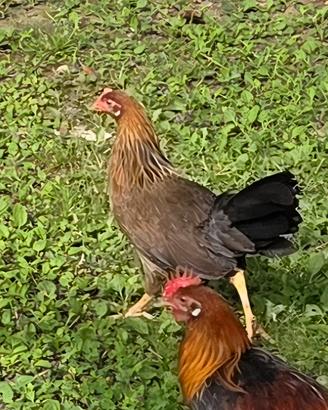 Galli e galline Livornese collo oro di 4 mesi