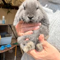 Ariete nano mini loop blu fata perlato