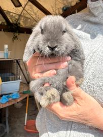 Ariete nano mini loop blu fata perlato