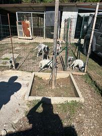 Cani da caccia razza setter inglese