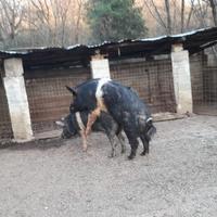 Verro Pura Cinta Senese