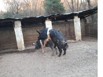 Verro Pura Cinta Senese