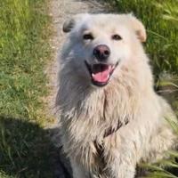 Bubu 4anni e 1/2 dalla catena al canilePROV.NOVARA