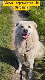 Bubu 4anni e 1/2 dalla catena al canilePROV.NOVARA