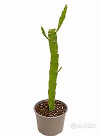 pitaya gialla