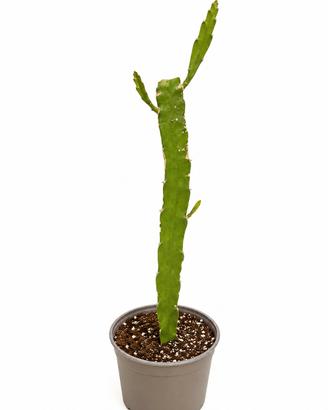 pitaya gialla