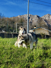 Cuccioli Alaska malamute