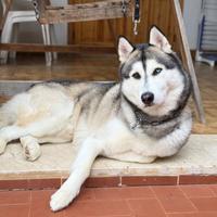 Husky maschio