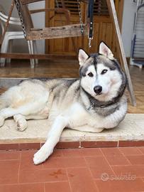 Husky maschio