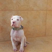 Cucciolo dogo argentino originale