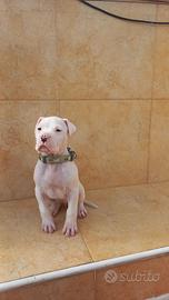 Cucciolo dogo argentino originale