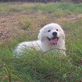 Meravigliosi cuccioli di Pastore Abruzzese Maremma