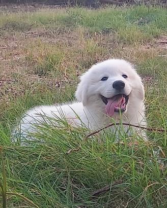 Meravigliosi cuccioli di Pastore Abruzzese Maremma
