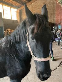 Cavalla Frisone Barocco